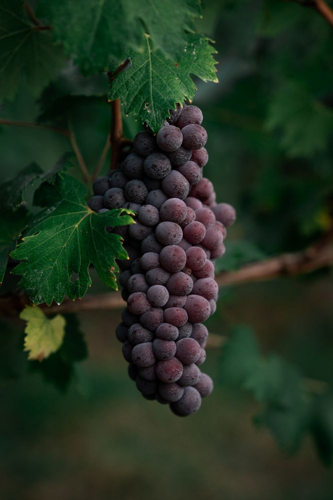 vine Asti
