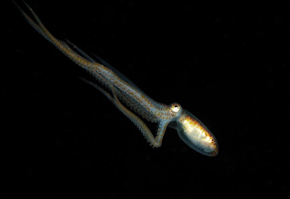 Planktonic Paralarve Octopus- Парящие в ночи.
