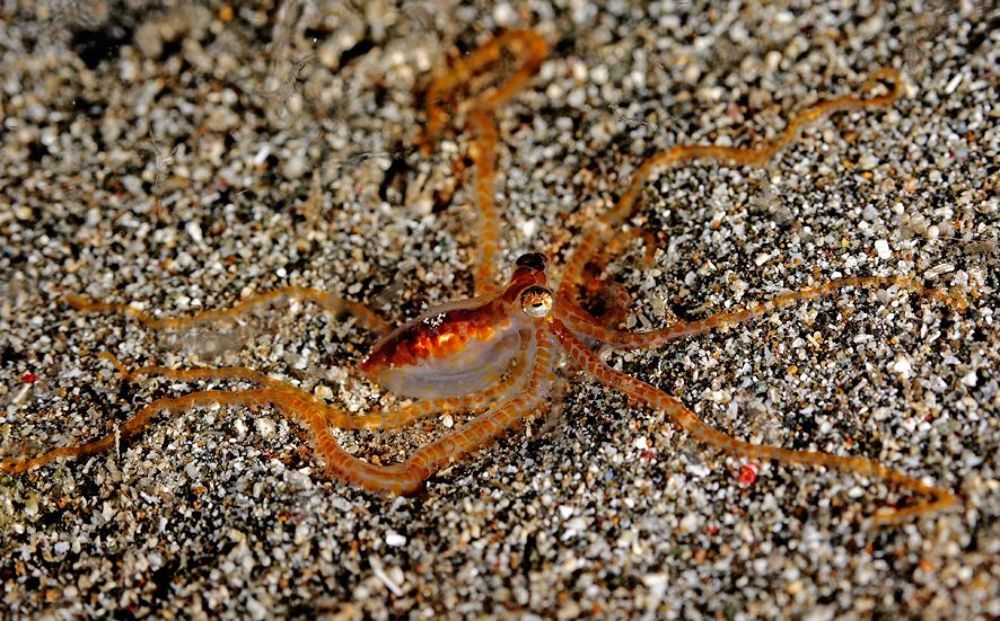 Planktonic Paralarve Octopus- Парящие в ночи.