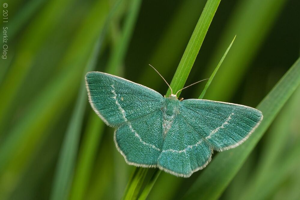 Chlorissa viridata (Linnaeus, 1758). Ширина крыльев чуть больше сантиметра.