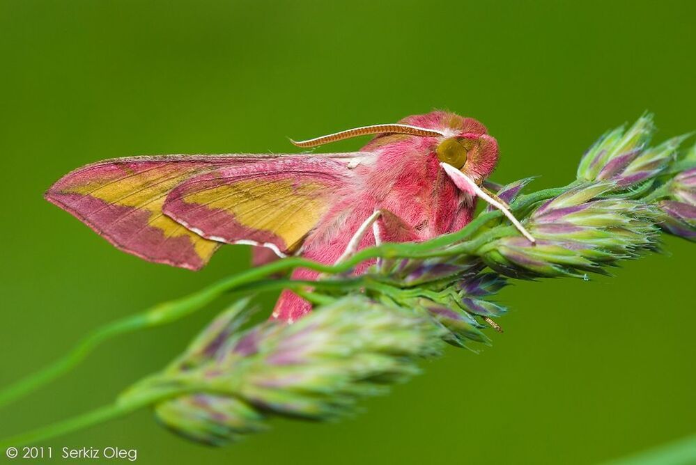 Deilephila porcellus. Долгое время считал что это Deilephila elpenor, эти два вида очень похожи и гусеницы у них отличаются всего лишь наличием у elpenor маленького рога на конце туловища, и одна и другая встречаются в нашей климатической зоне,а по красоте ничем не уступают тропическим видам!