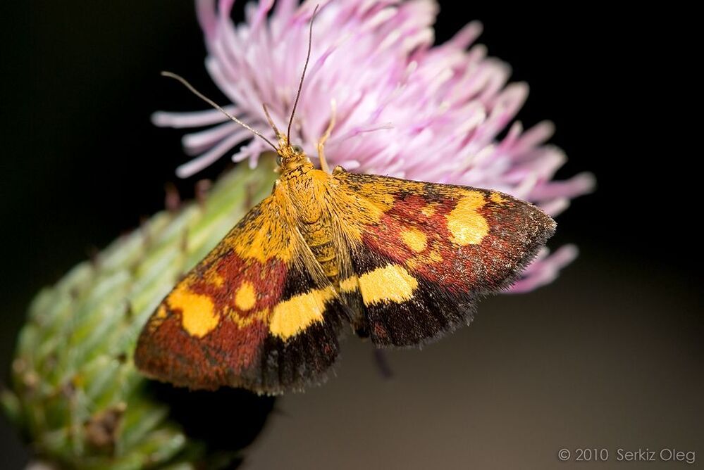 Pyrausta aurata. Мотылек как и на первой фото очень маленький.