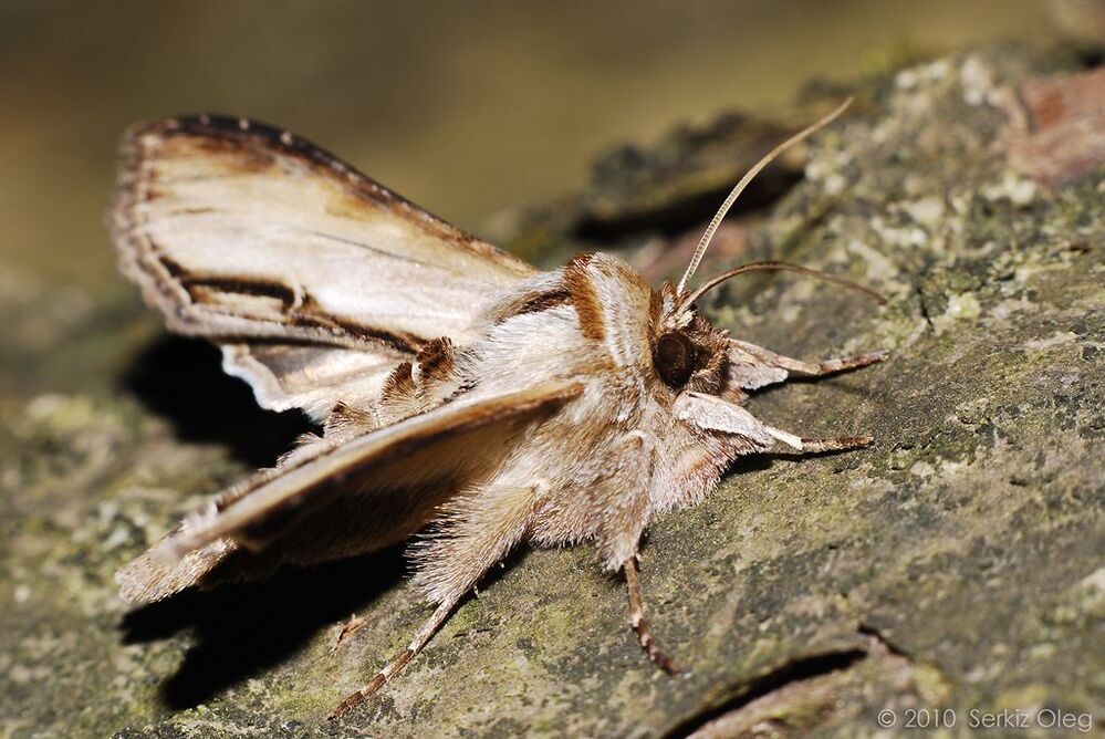 Shargacucullia prenanthis (Boisduval, 1840). Очень редкий вид.