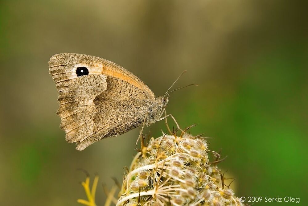 Maniola jurtina