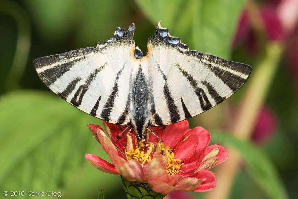 Iphiclides podalirius. Парусник, довольно часто встречается весной и в конце лета.