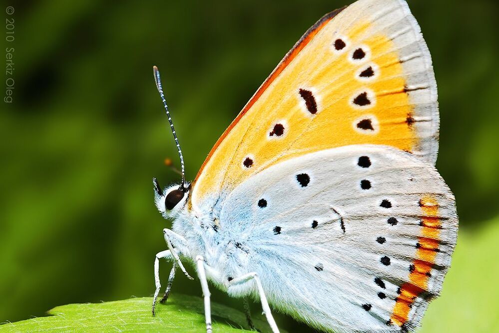 Lycaena virgaureae. 

Снимал на Индустар-61Л/З-МС + макро кольца,фиксированое фокусное обусловило композицию кадра.