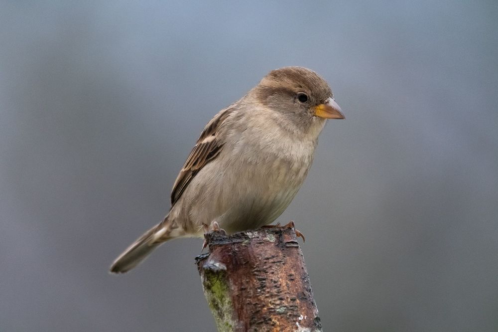 Sparrows