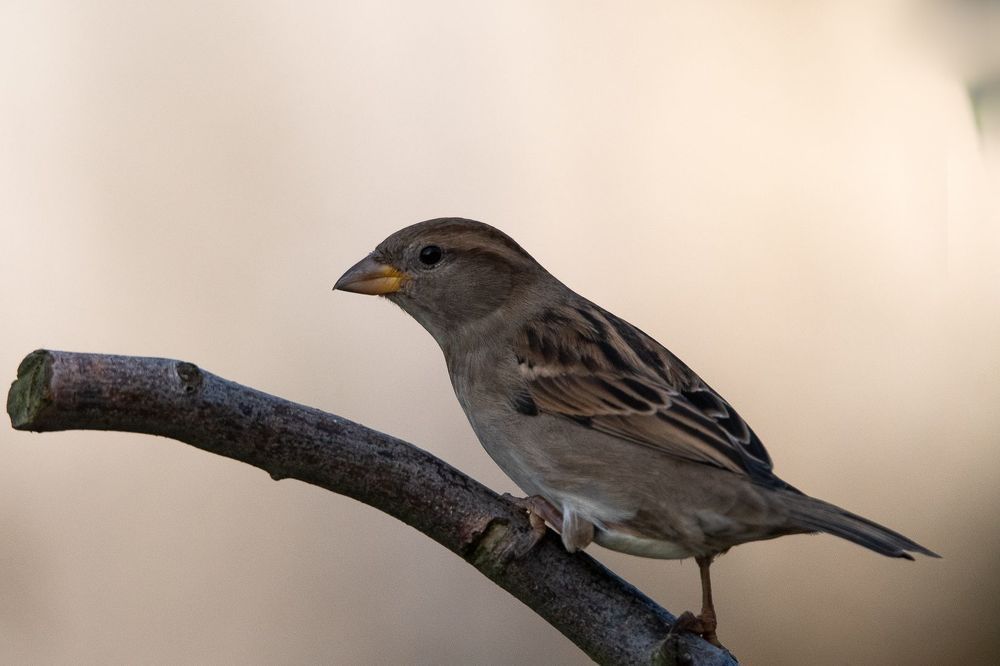 Sparrows