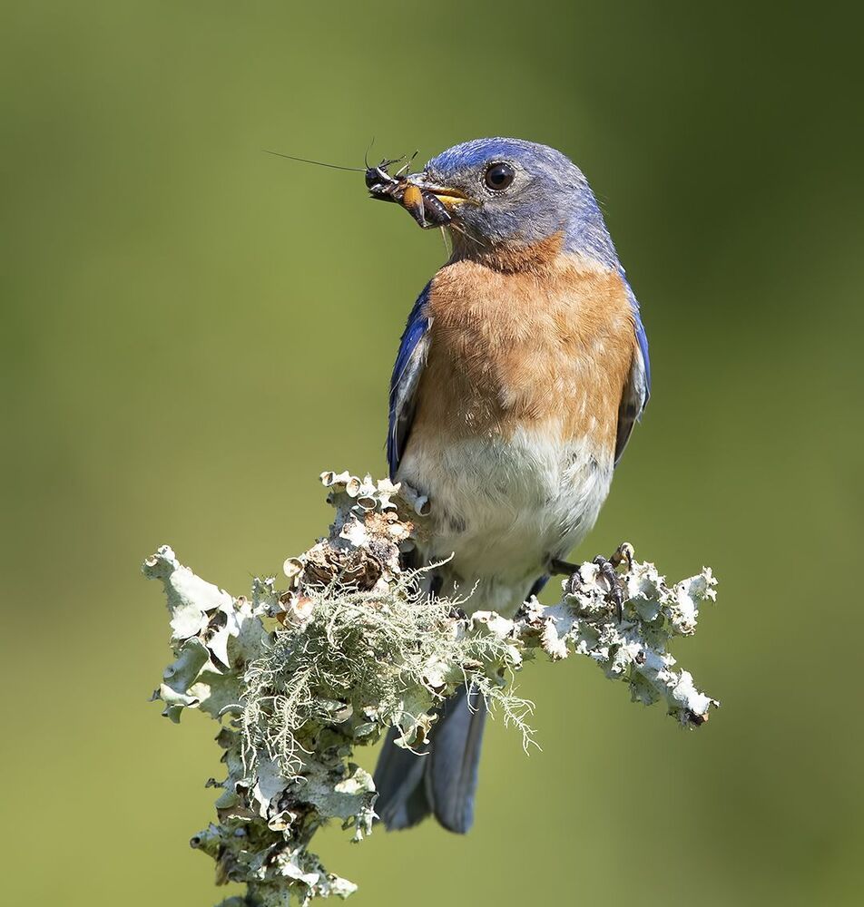 Восточная сиалия самец с угощением - Eastern Bluebird male