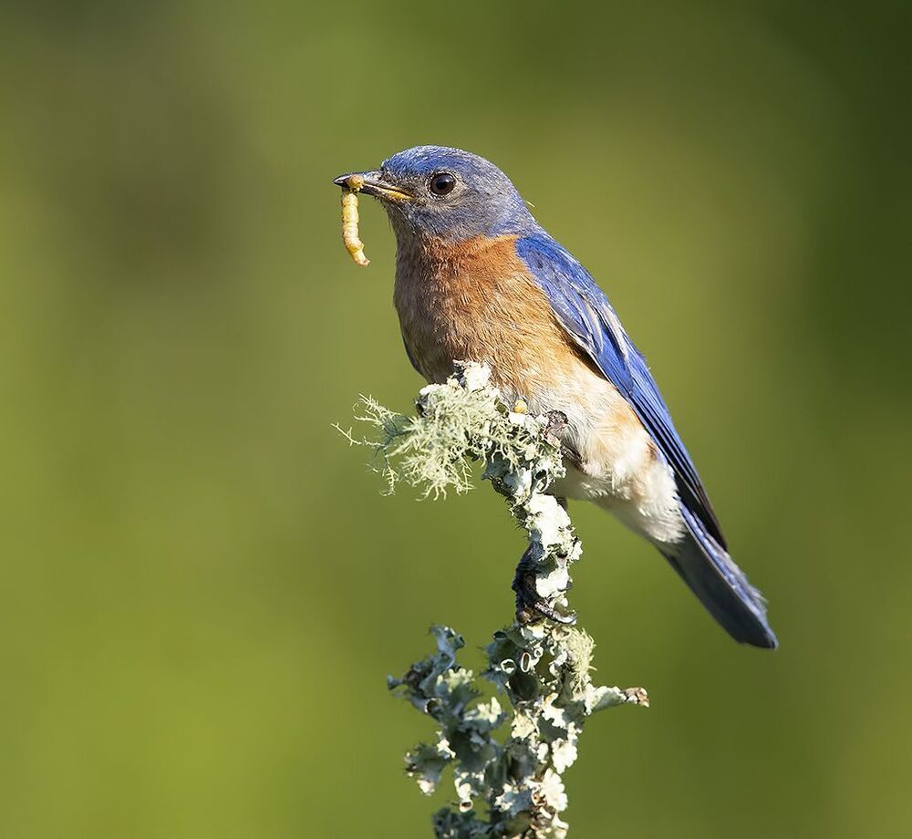 Восточная сиалия самец с угощением - Eastern Bluebird male