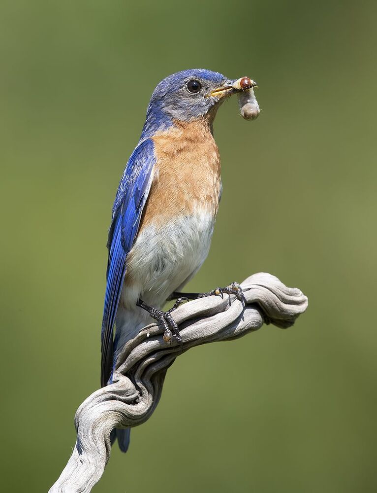 Восточная сиалия самец с угощением - Eastern Bluebird male