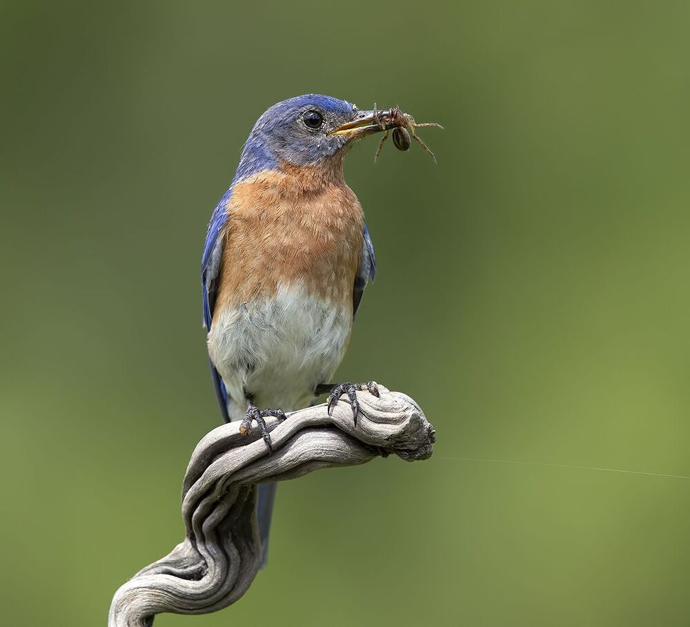 Восточная сиалия самец с угощением - Eastern Bluebird male
