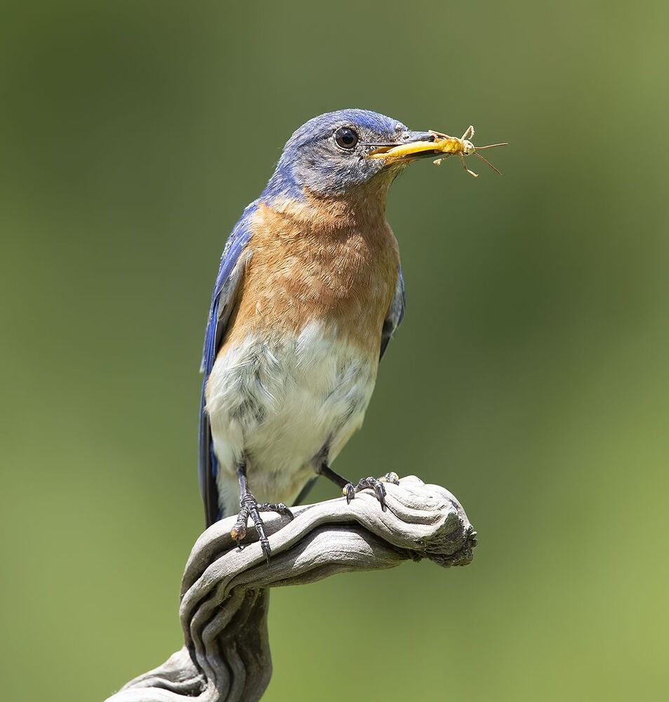 Восточная сиалия самец с угощением - Eastern Bluebird male