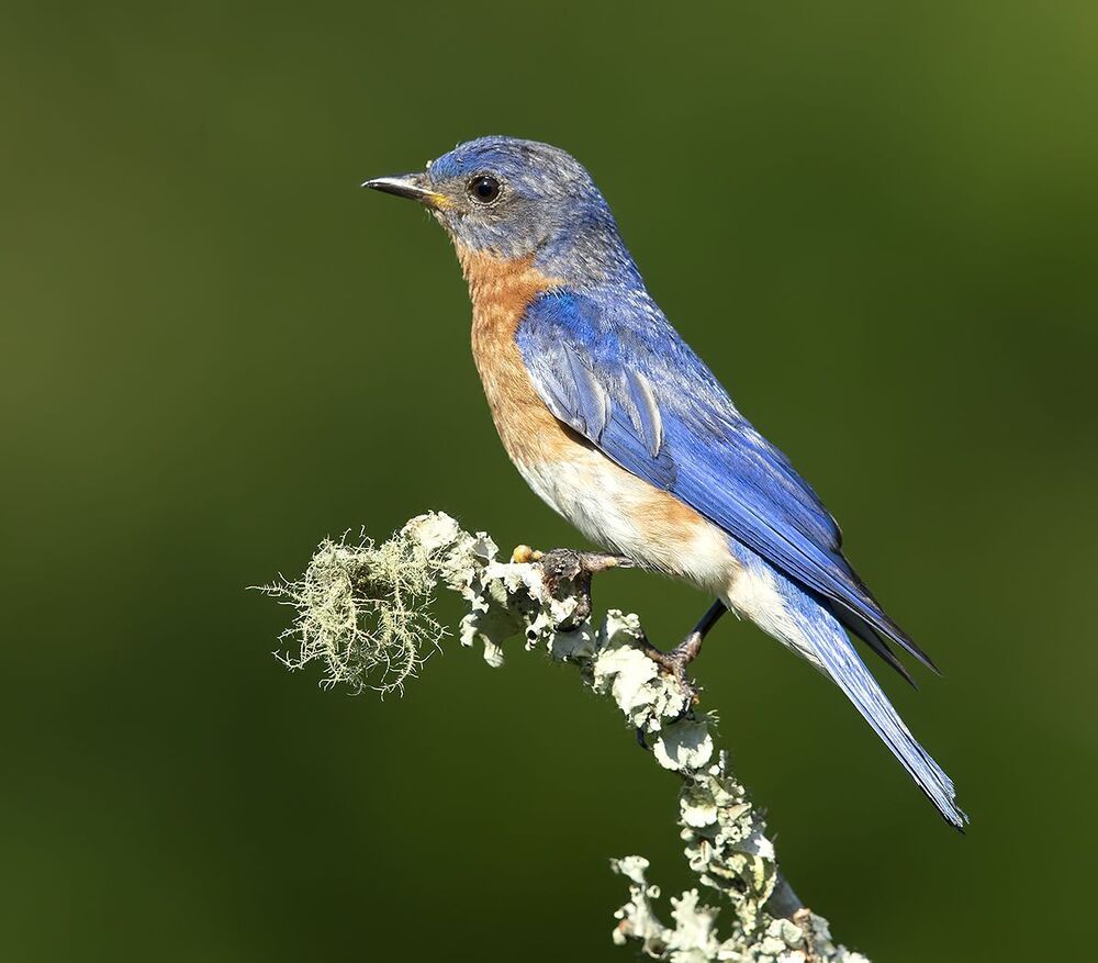 Восточная сиалия самец с угощением - Eastern Bluebird male