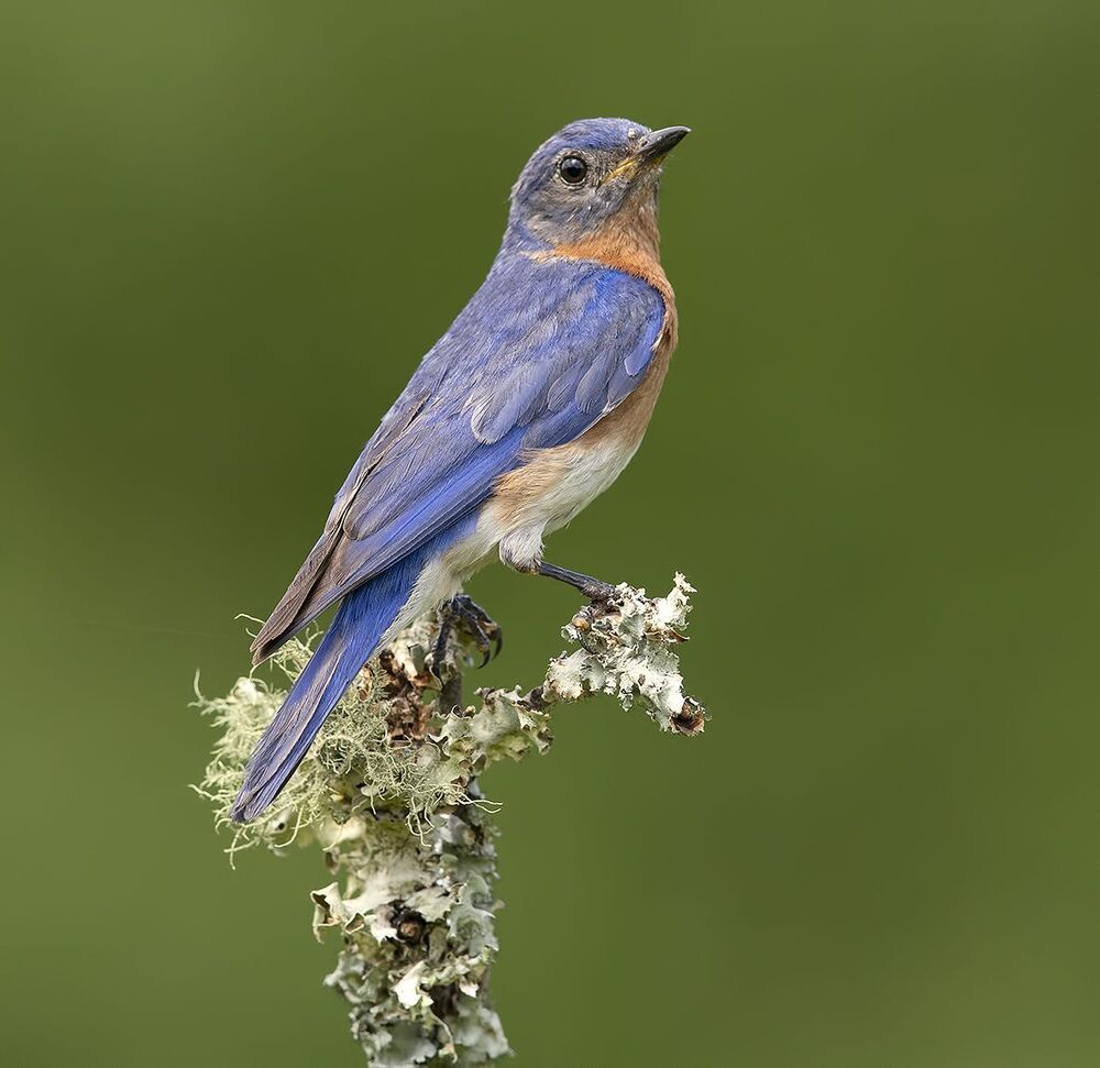 Восточная сиалия самец с угощением - Eastern Bluebird male
