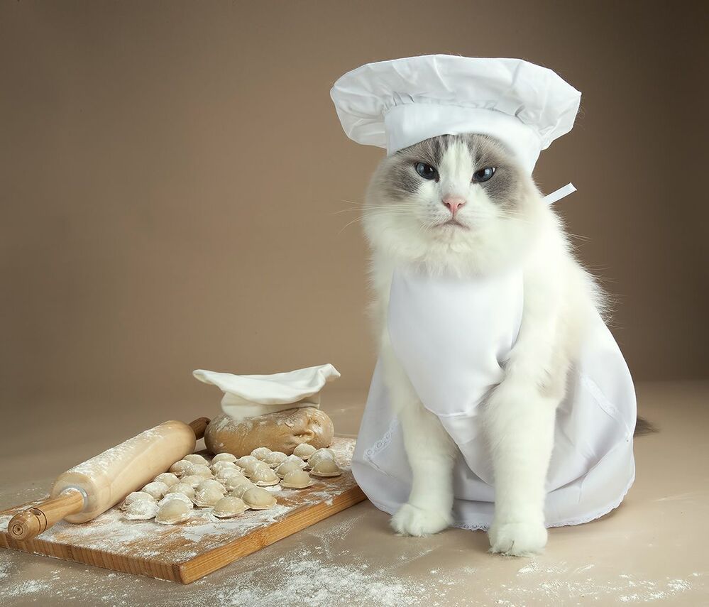 Котики -Поварята