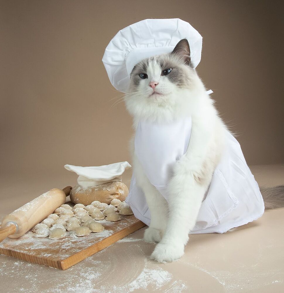 Котики -Поварята