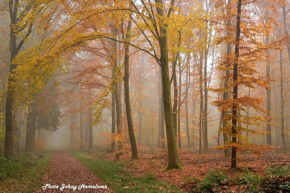 The magic forest.