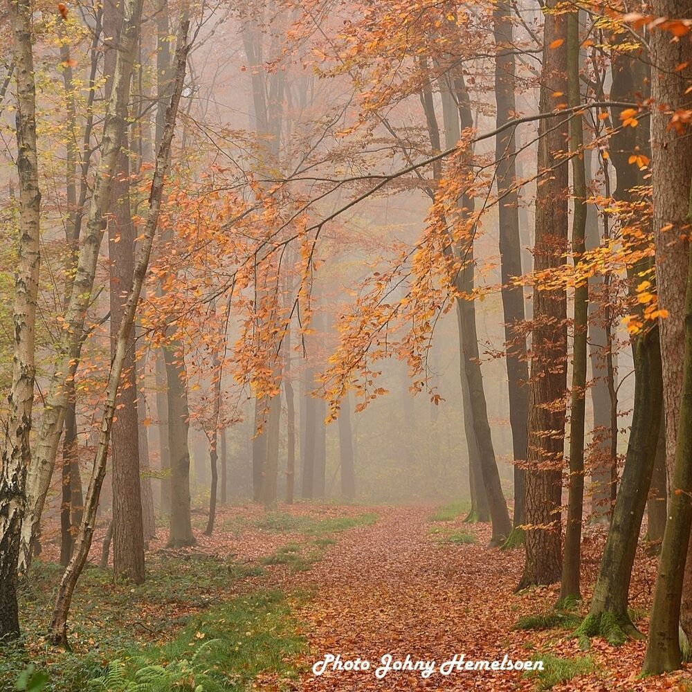 The magic forest.