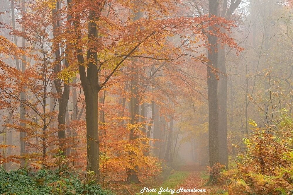 The magic forest.