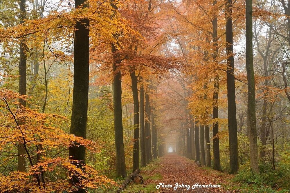 The magic forest.