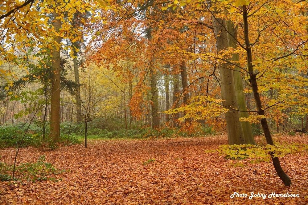 The magic forest.