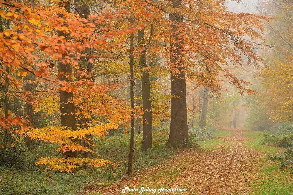The magic forest.