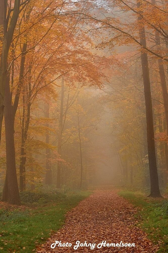 The magic forest.