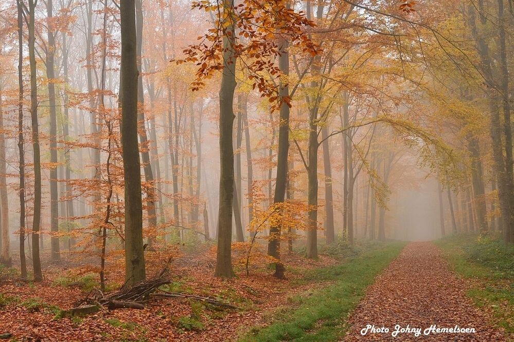 The magic forest.