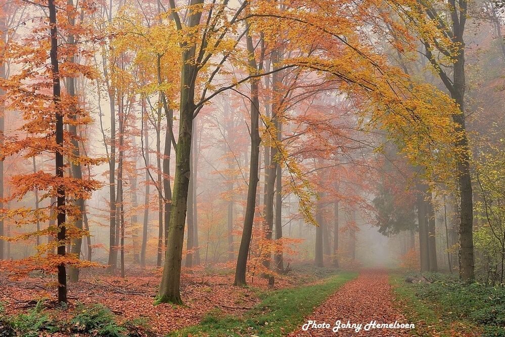 The magic forest.