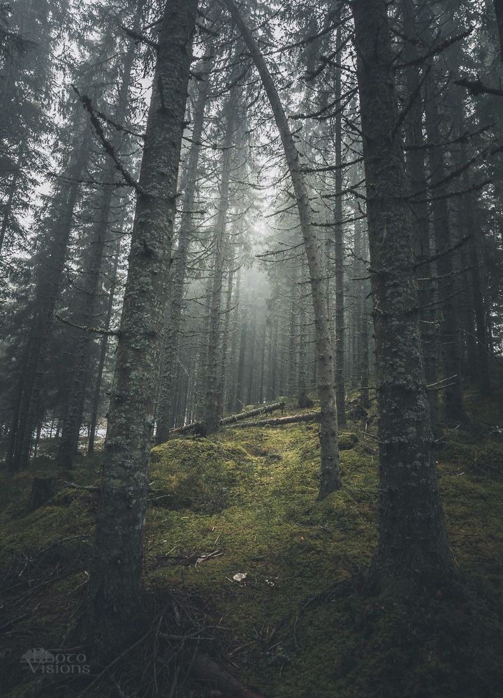 Misty and foggy morning in norwegian boreal forest, middle Norway.