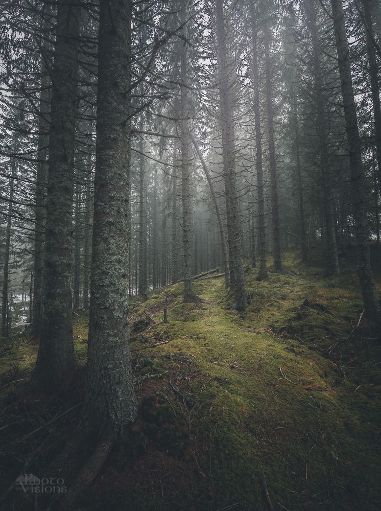 Misty and foggy morning in norwegian boreal forest, middle Norway.