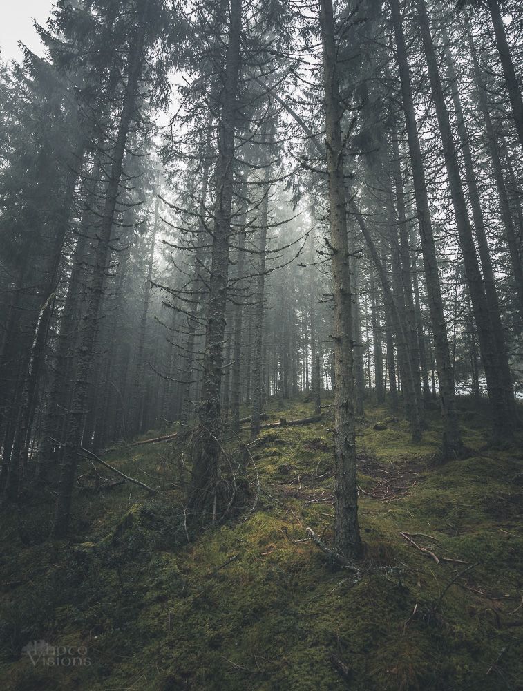 Misty and foggy morning in norwegian boreal forest, middle Norway.
