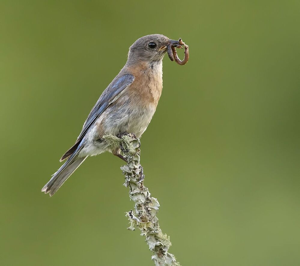 Восточная сиалия самка  - Feeding Time