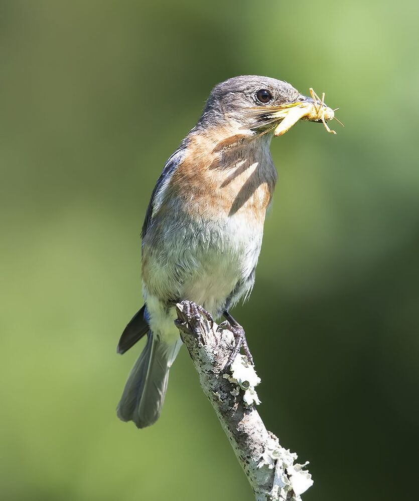 Восточная сиалия самка  - Feeding Time