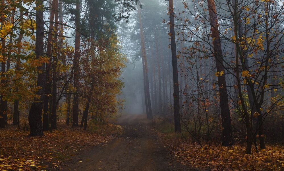 Там, за стеной холодного тумана