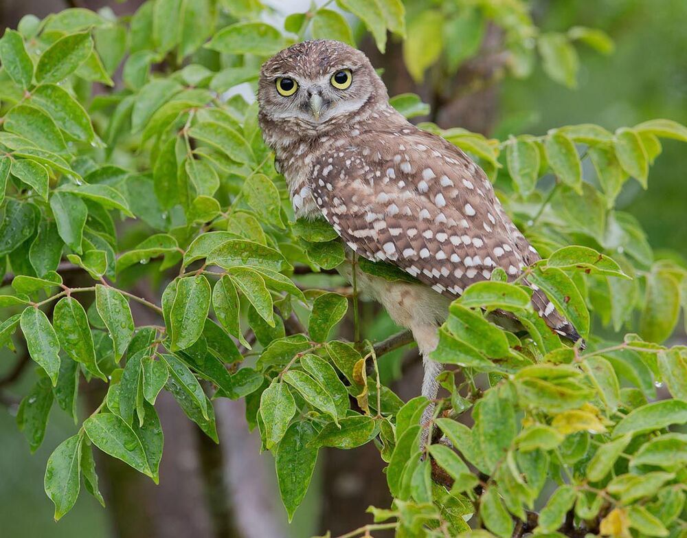 Сычики - Burrowing Owls