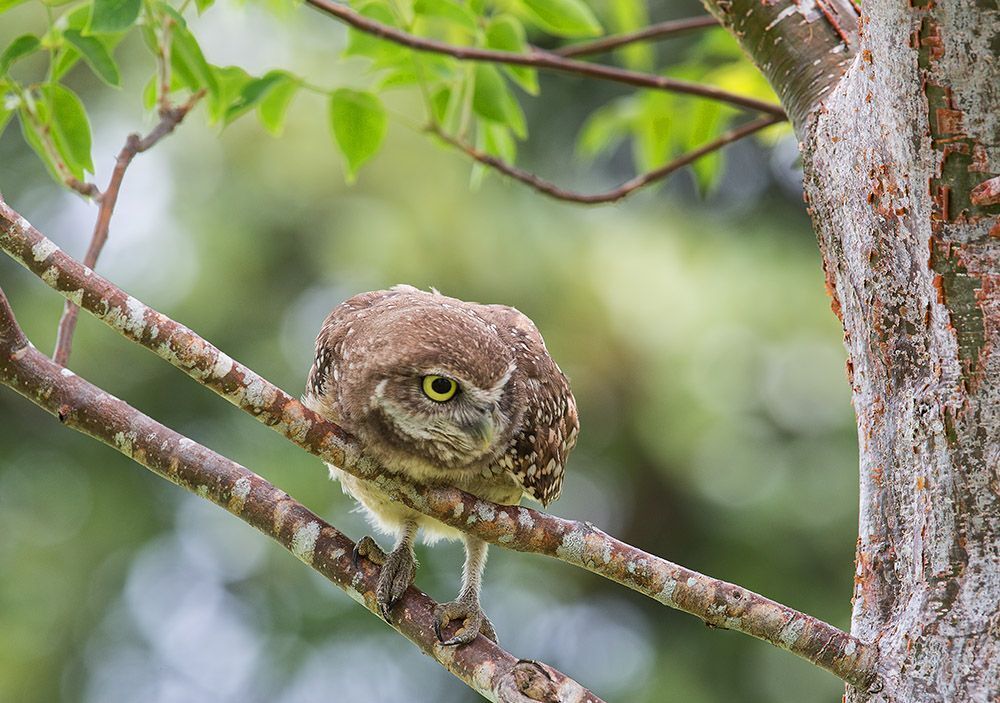 Сычики - Burrowing Owls
