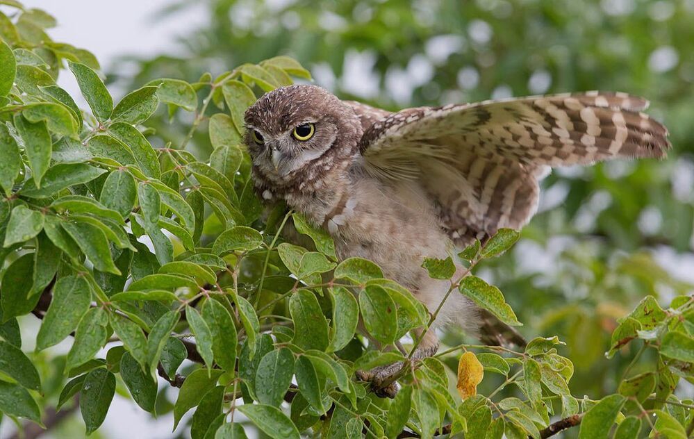 Сычики - Burrowing Owls