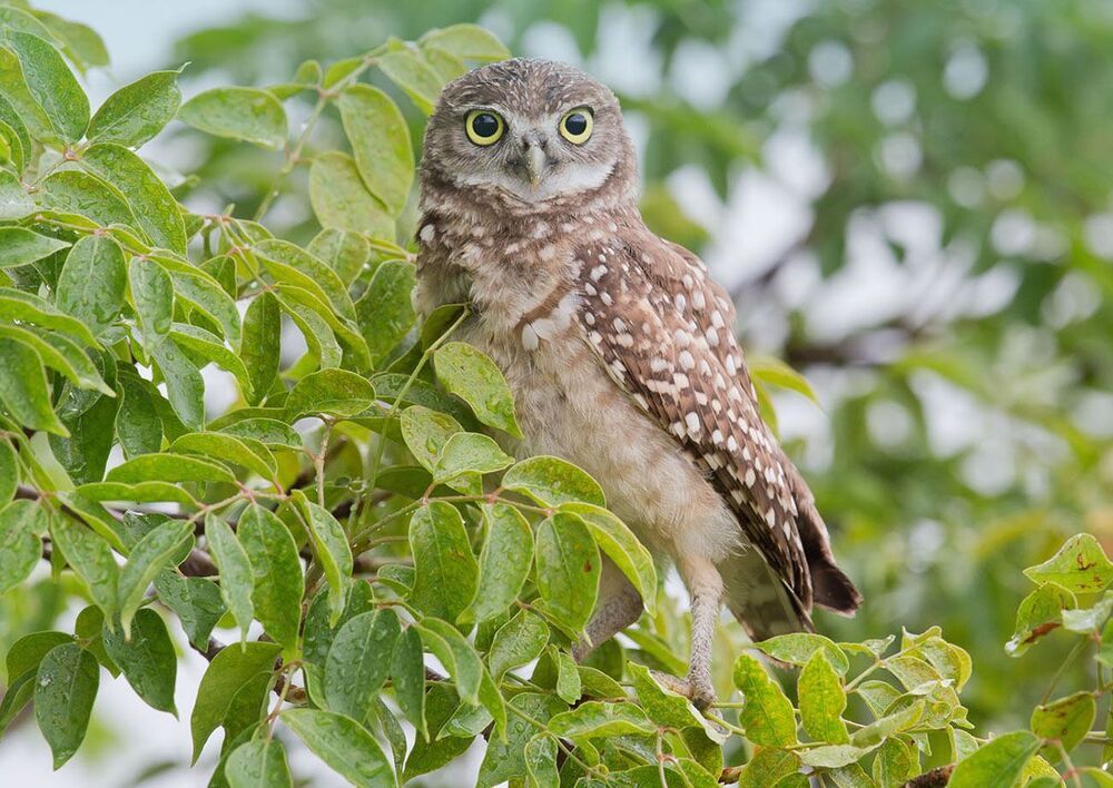 Сычики - Burrowing Owls