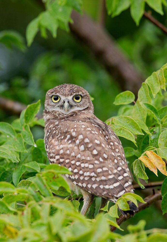 Сычики - Burrowing Owls