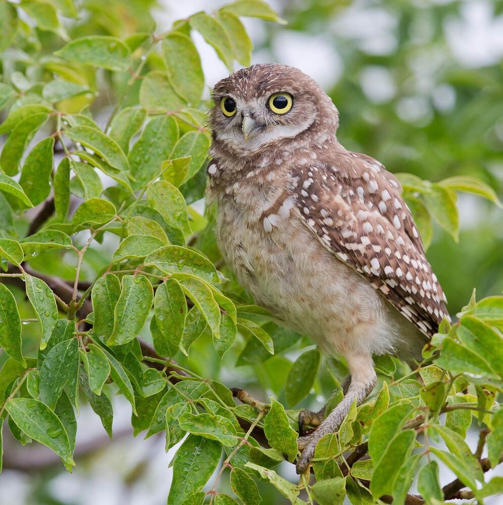 Сычики - Burrowing Owls