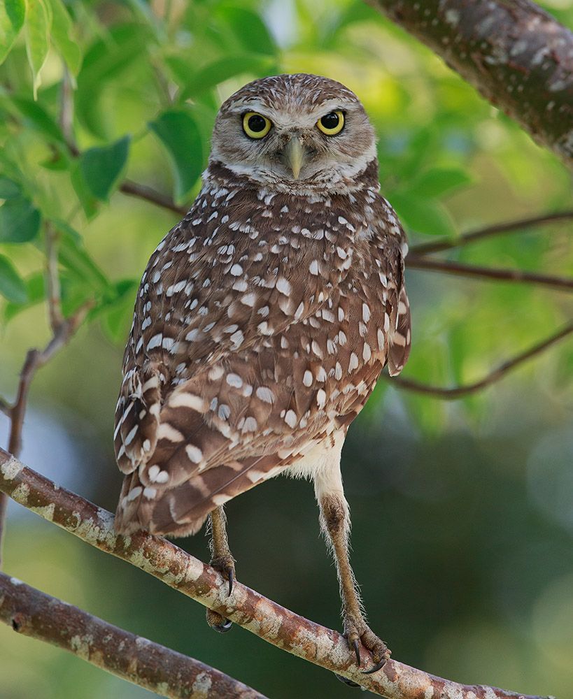 Сычики - Burrowing Owls
