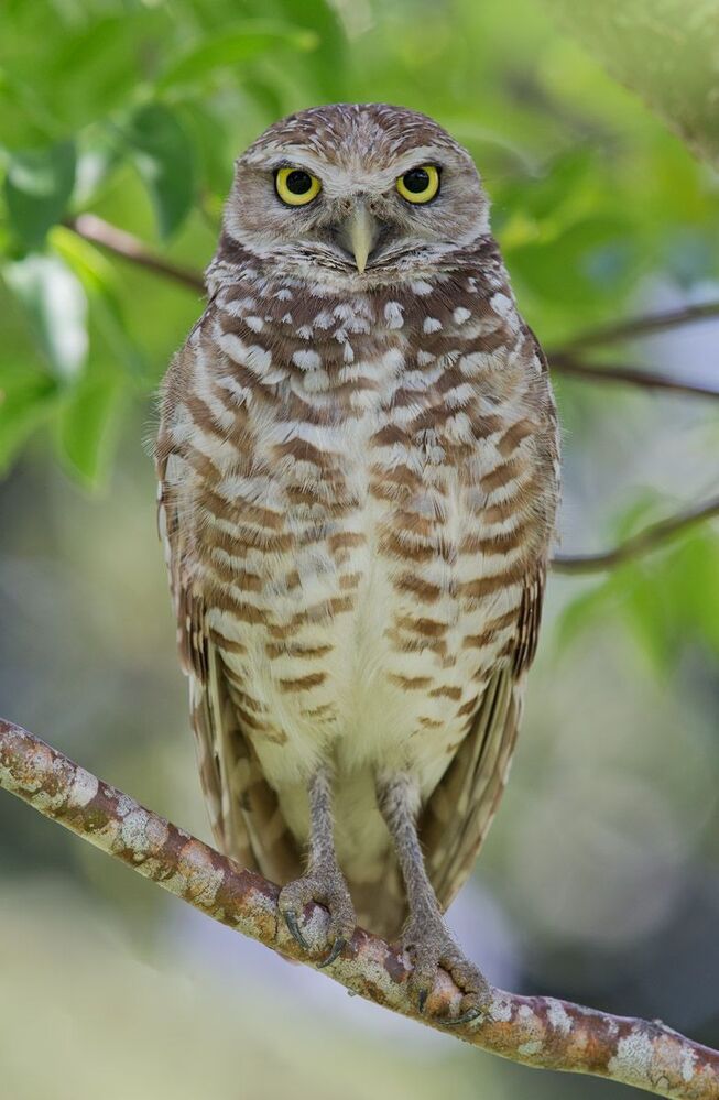 Сычики - Burrowing Owls
