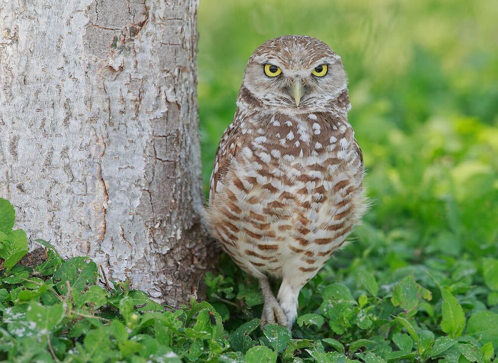 Сычики - Burrowing Owls