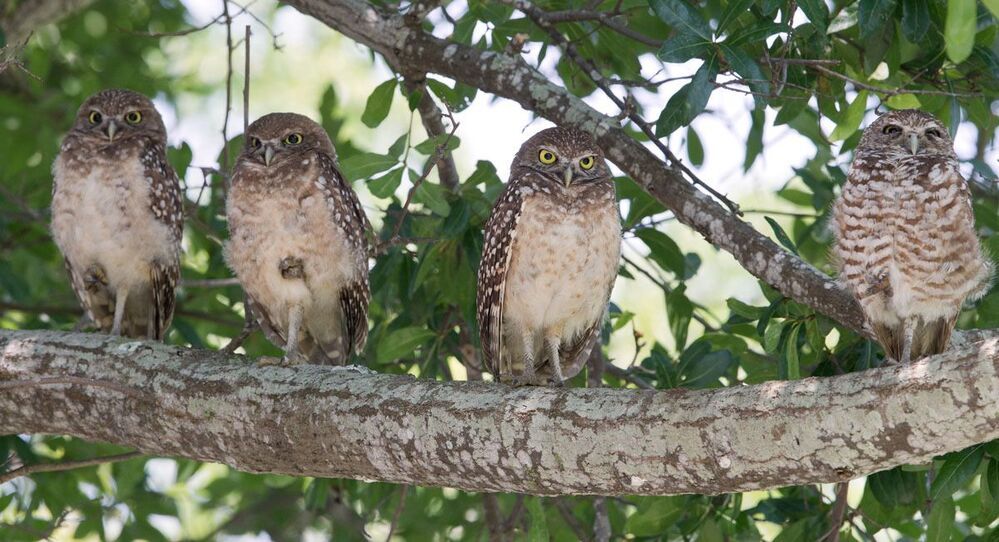 Сычики - Burrowing Owls