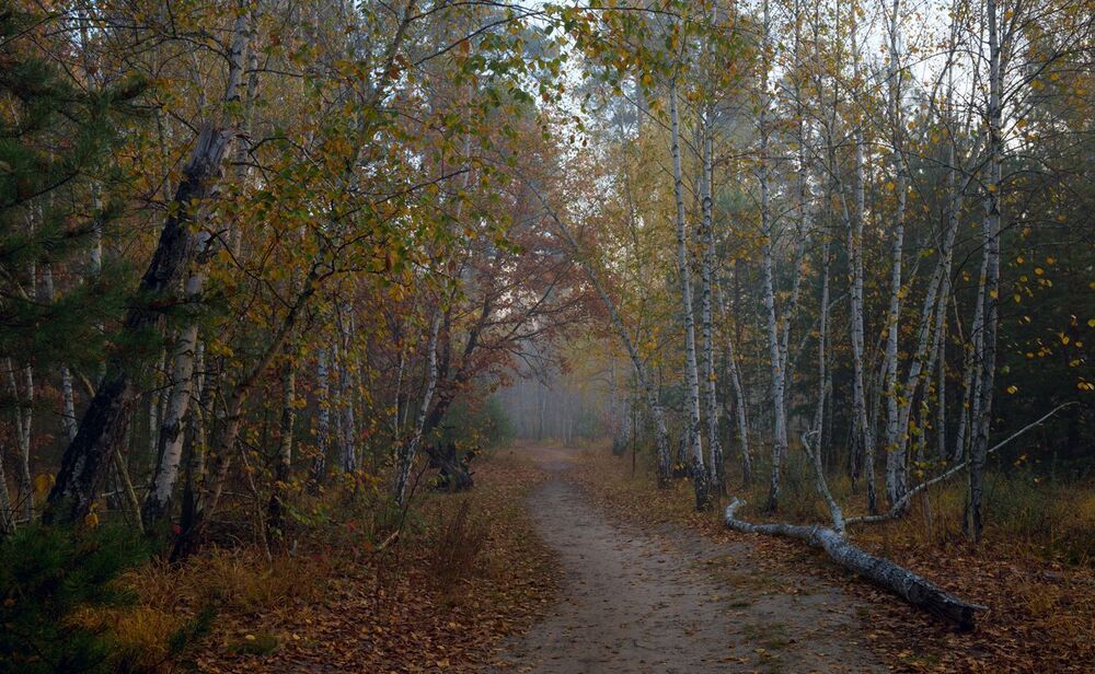 И опадал последний лист в холодном сумраке рассвета