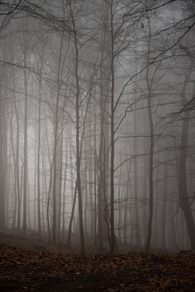 cloud forest