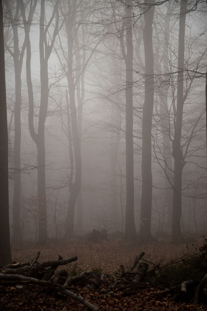 cloud forest