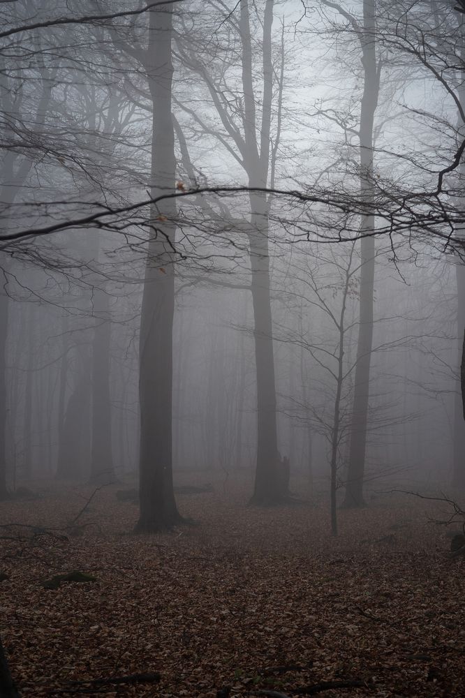 cloud forest